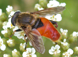 Lejops curvipes